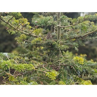 Szyszka z gwintem Trigger Studio 8 - My shop 