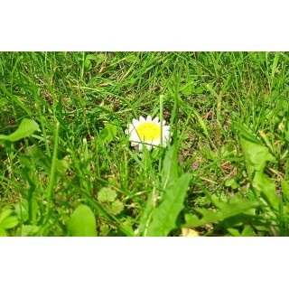 Szpikulec do pojemników Mikrusów z magnesem do wbicia w ziemię Trigger Studio 3 - My shop 