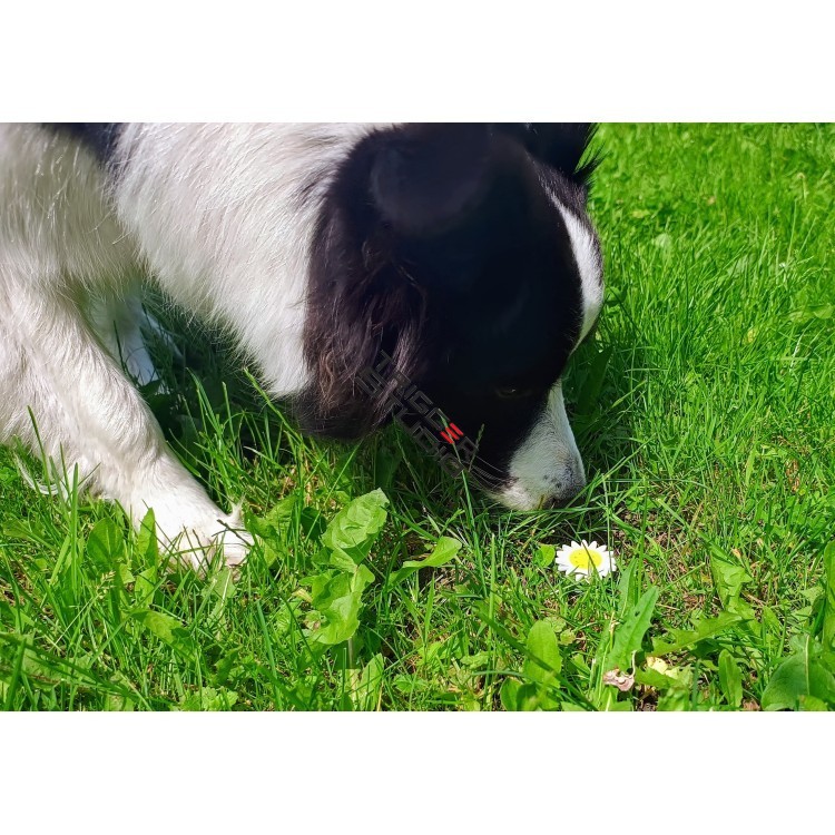 Pojemnik Mikrus z magnesem wieczka w różnych kształtach Trigger Studio 4 - My shop 